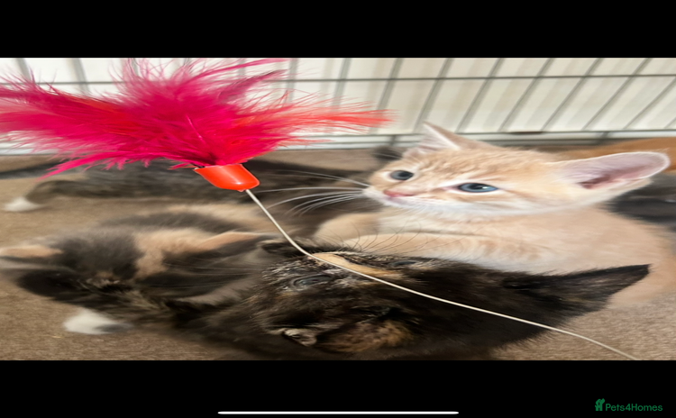 Mixed Breed cats - Advert 3