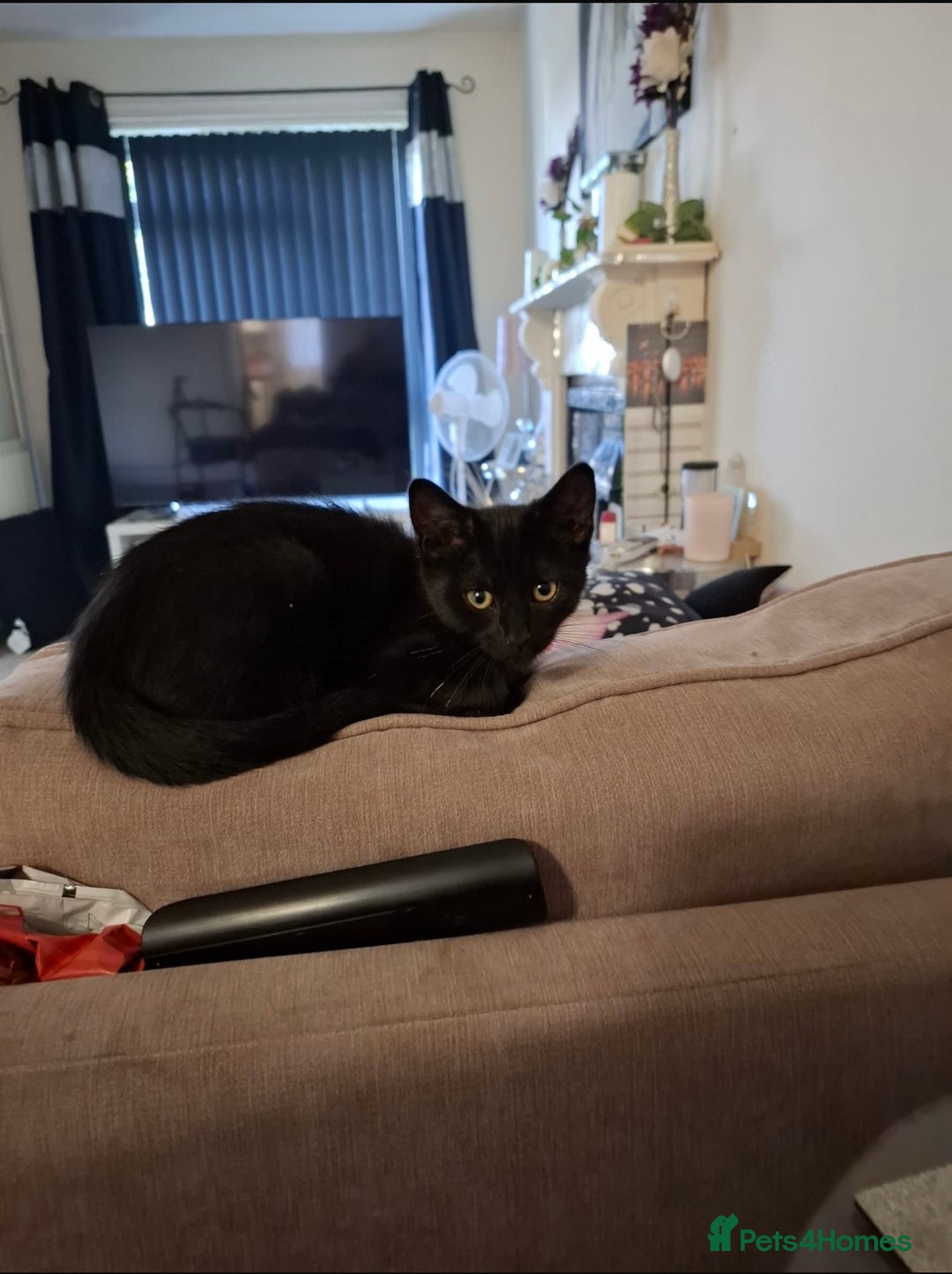 Domestic Shorthair cats for sale: 13 week old female kitten - Image 6