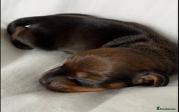 Miniature Dachshund dogs for sale: 1 little shaded red miniature dachshund girl left  - Advert 8