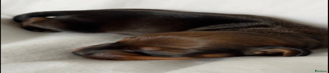 Miniature Dachshund Puppy 3