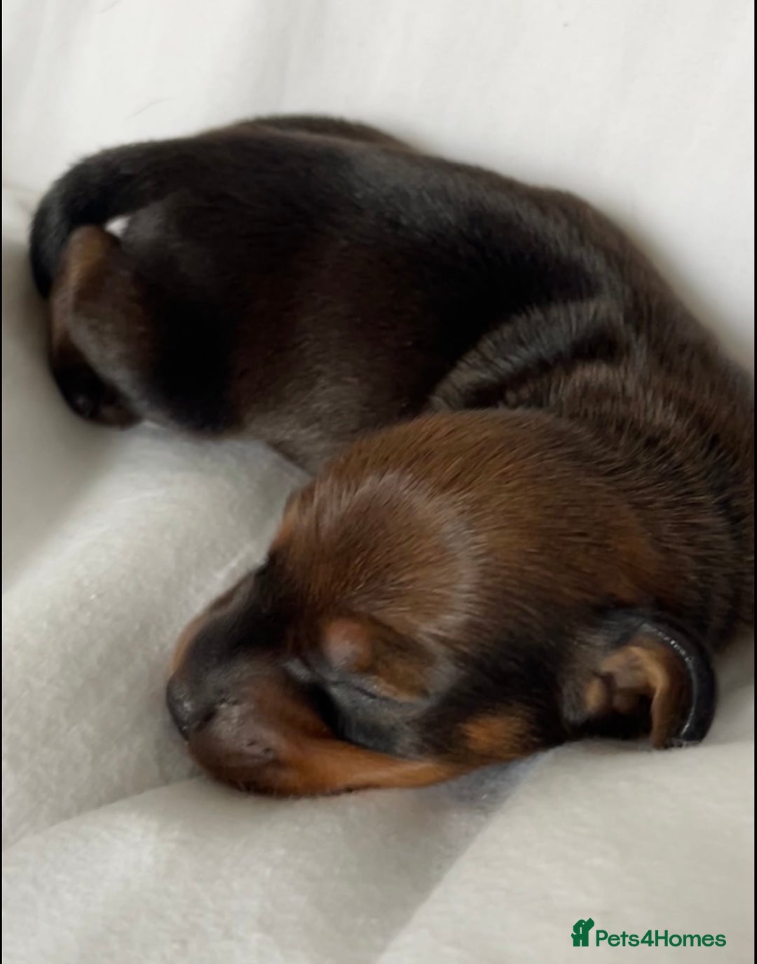 Miniature Dachshund dogs for sale: 1 little shaded red miniature dachshund girl left  - Advert 8