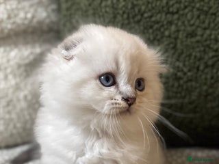 Scottish Fold cats 🌟🌟🌟🌟🌟Pedigree Scottish Fold Kittens - Advert 18