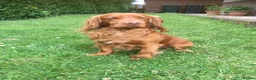 Sprocker dogs for sale: Beautiful Sprocker Puppies - Advert 17