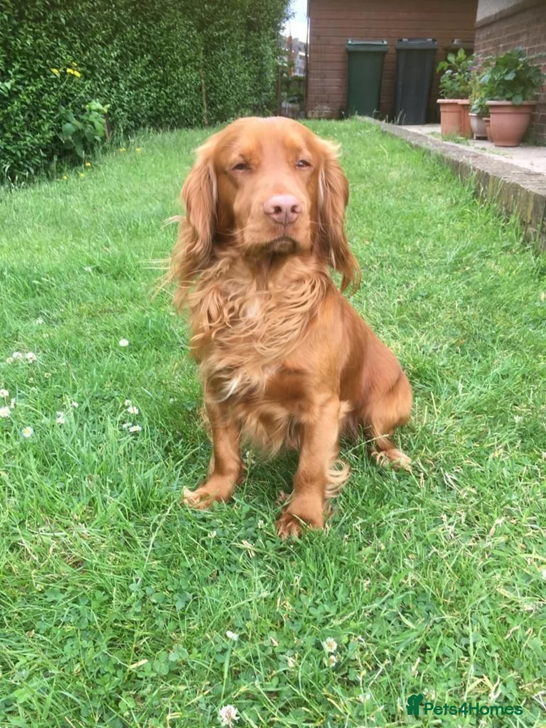 Sprocker dogs for sale: Beautiful Sprocker Puppies - Advert 17