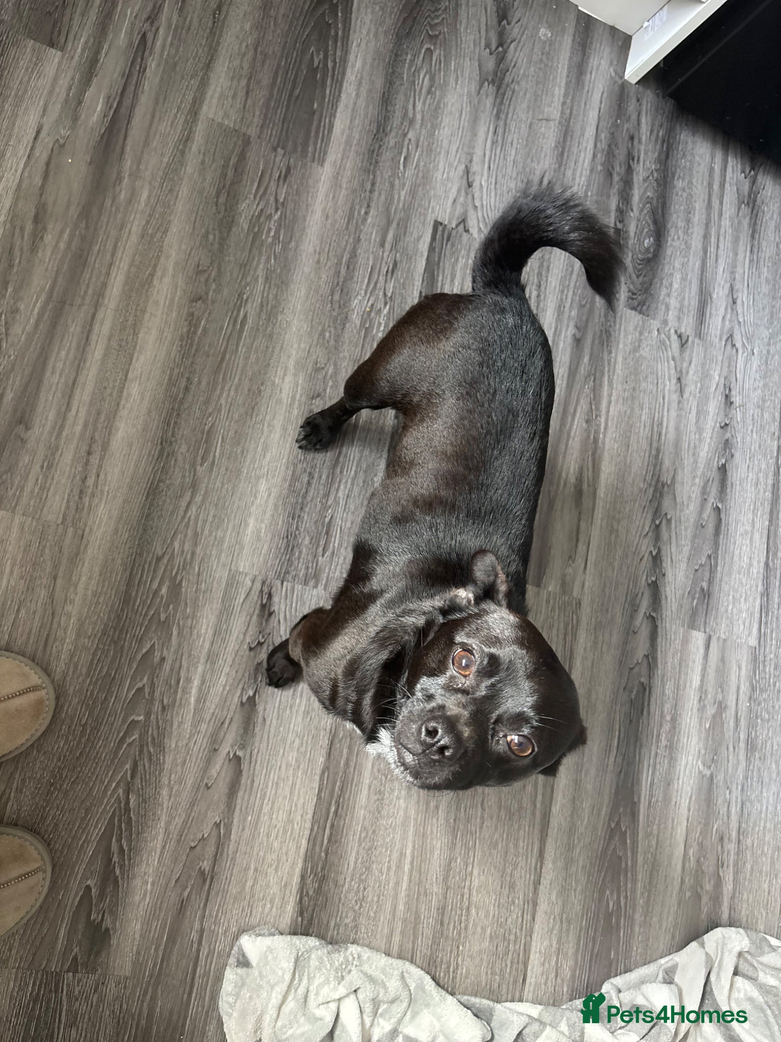 Jug dogs 2 year old Jug - Advert 18