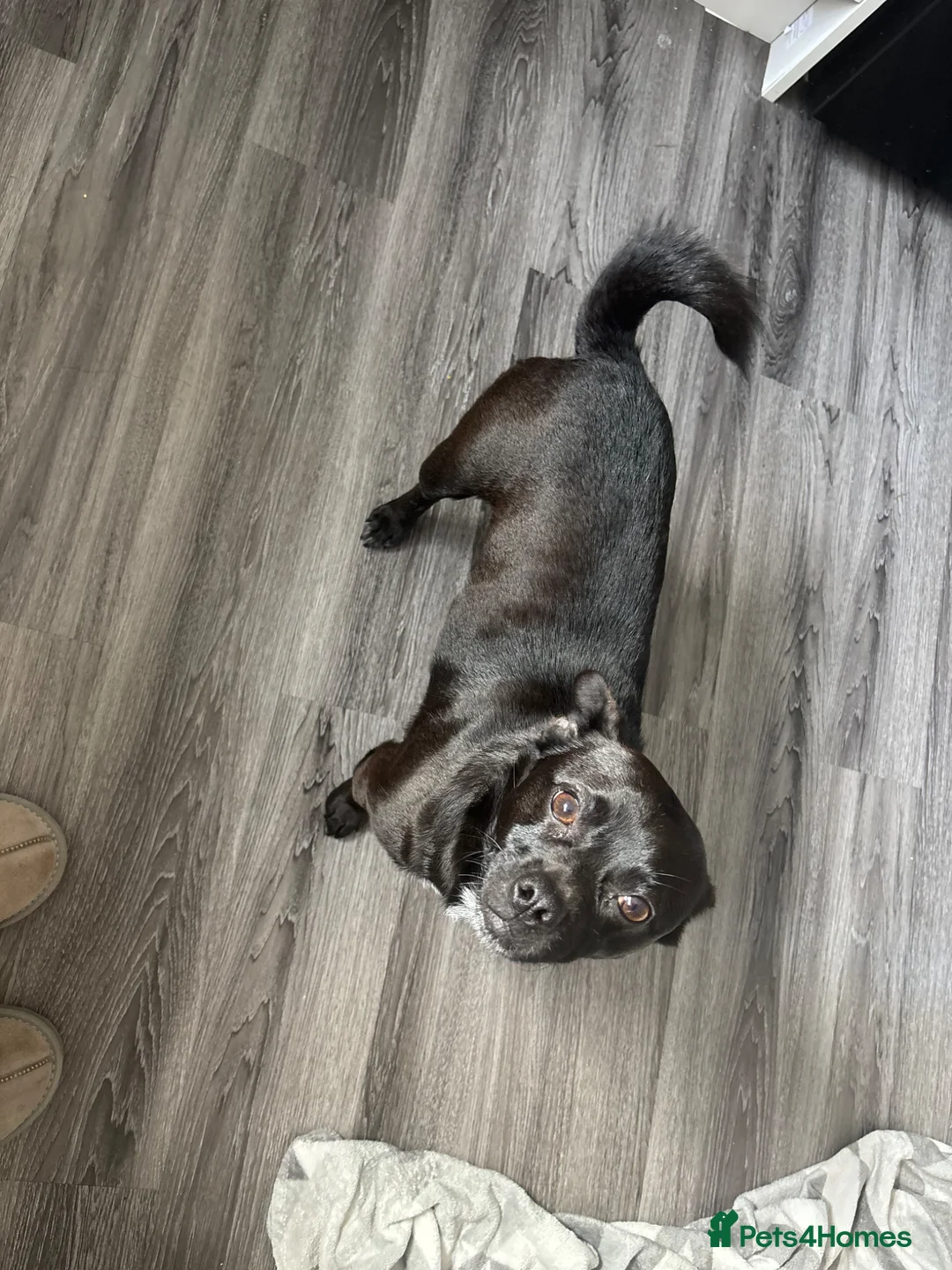 Jug dogs for sale: 2 year old Jug - Advert 1