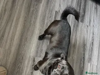 Jug dogs 2 year old Jug - Advert 18