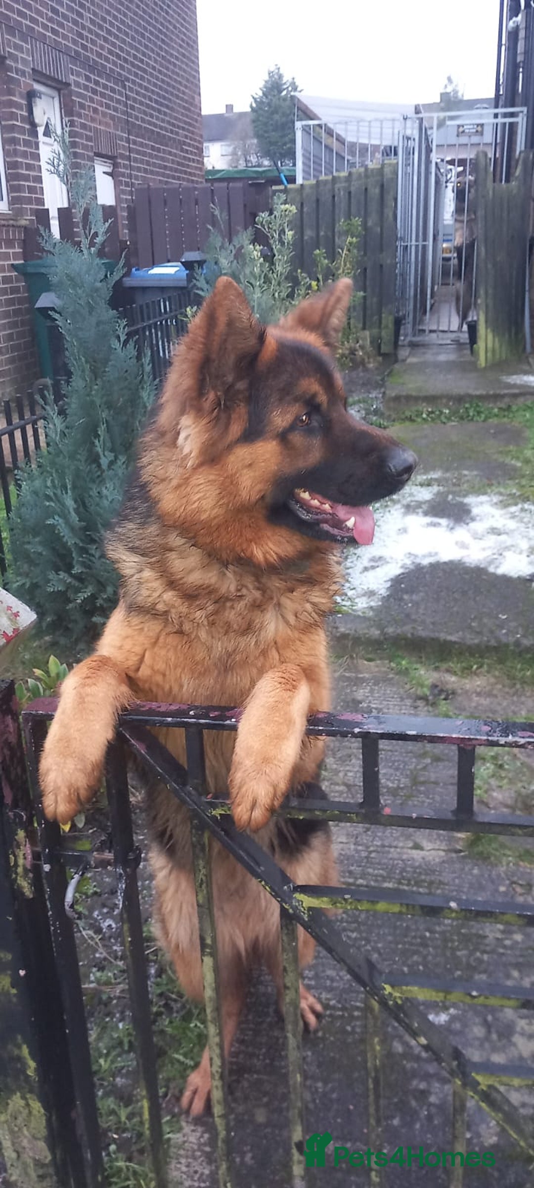 German Shepherd dogs for sale: Chunky German Sheperd puppies - Advert 9