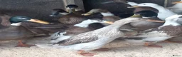 Waterfowl poultry for sale: Hatching eggs for sale - Advert 9