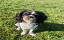 Cavalier King Charles Spaniel dogs for stud: Cavalier King Charles for stud  - Image 1