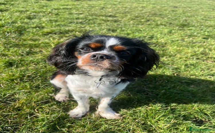 Cavalier King Charles Spaniel dogs - Advert 4