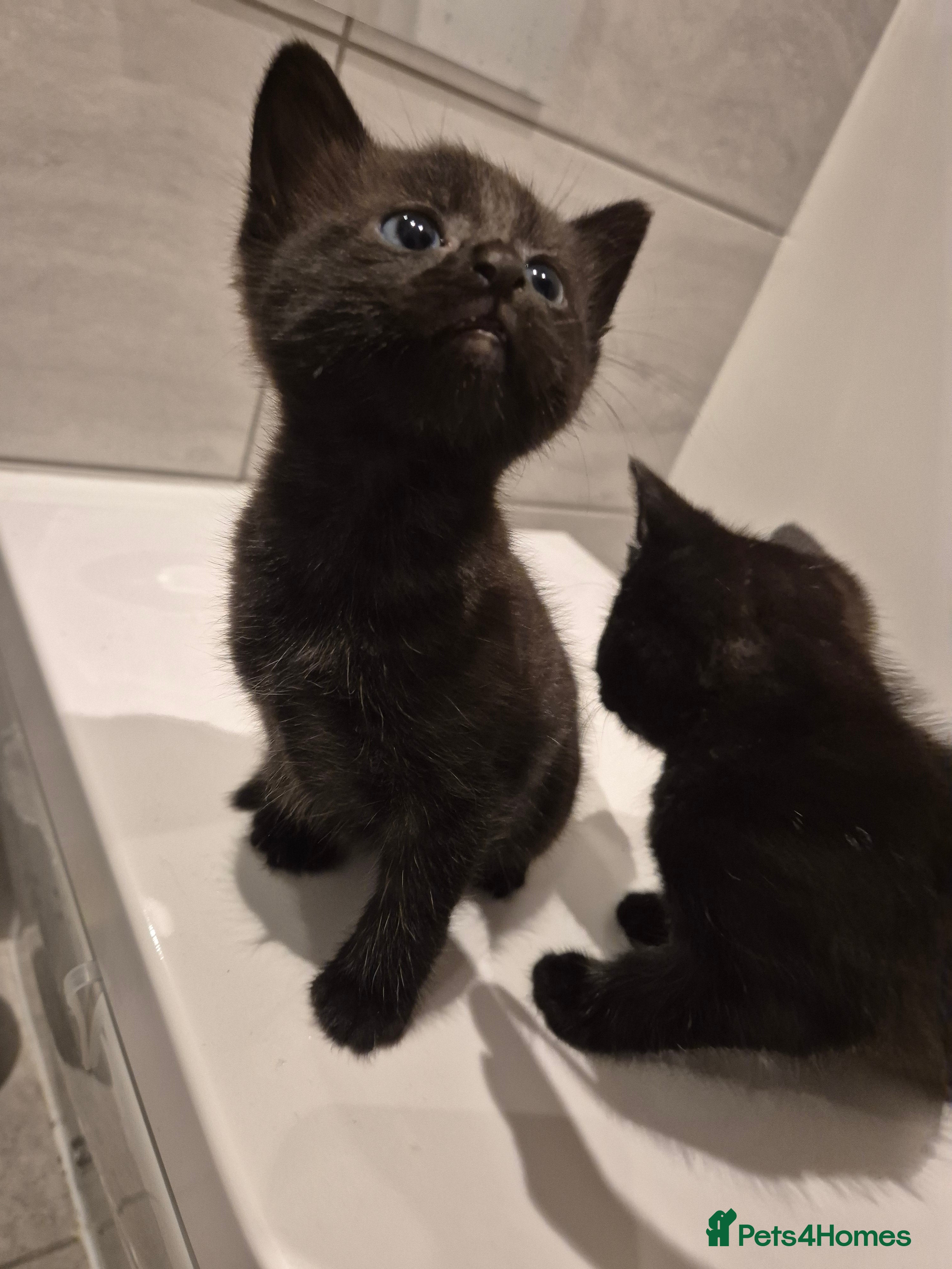 Mixed Breed cats Two adorable kittens needing a home - Advert 6