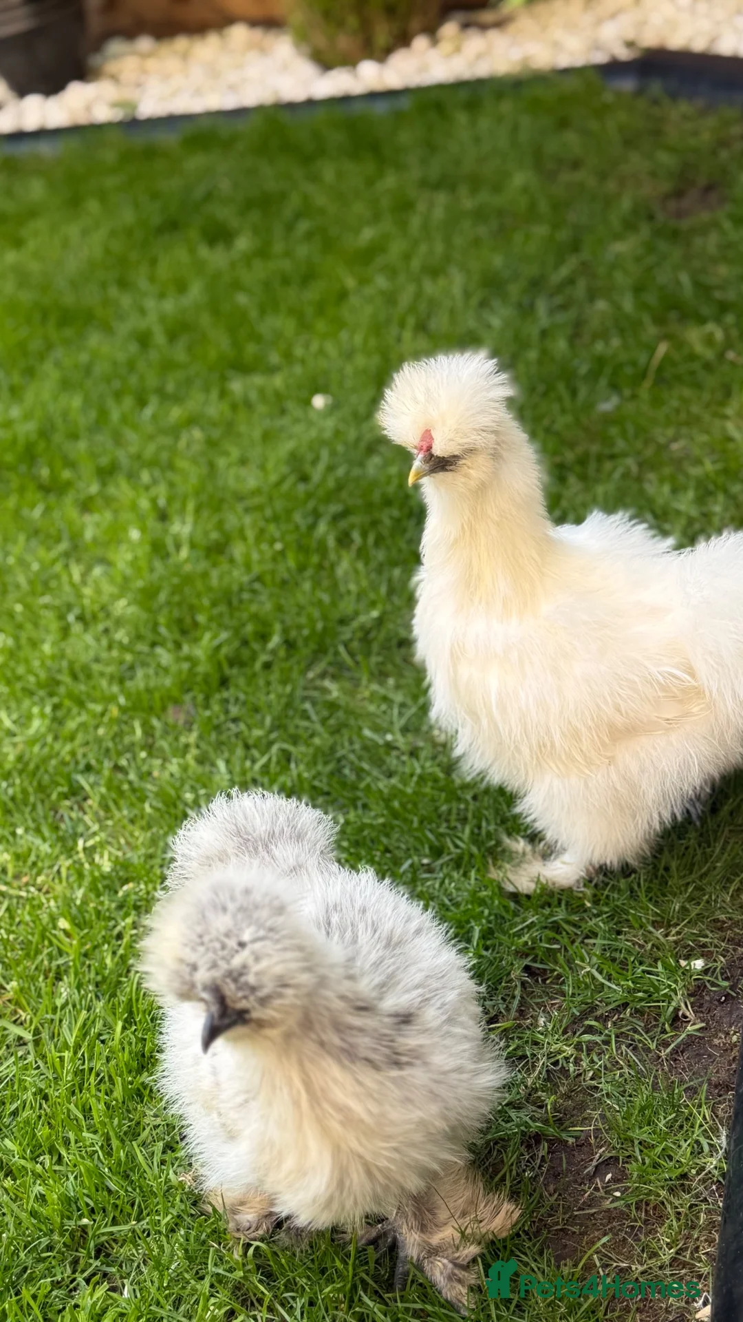 Chickens poultry for sale: cockerel in Wigan - Advert 1