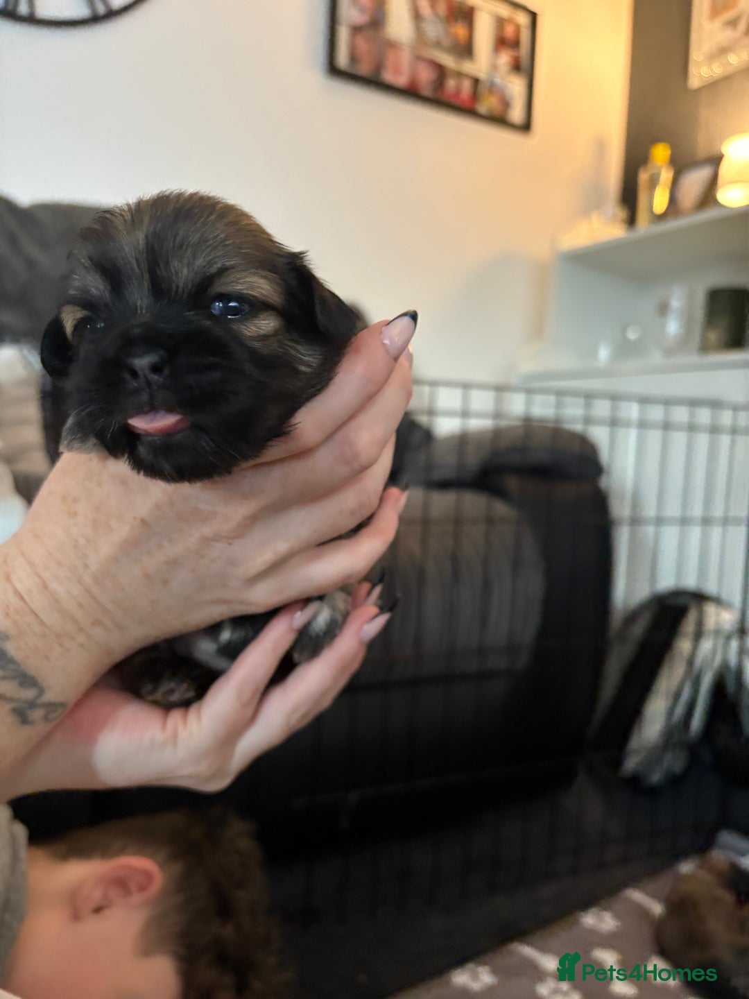 Shih Tzu dogs for sale: Shih tzus  - Image 23