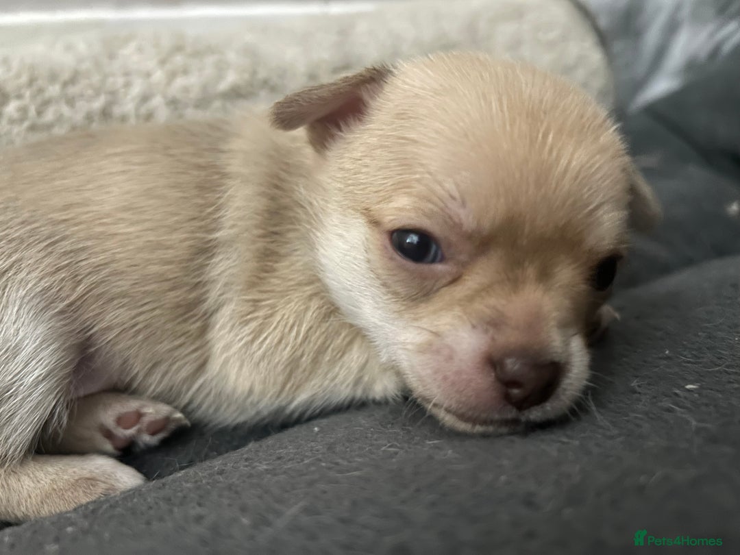 Chihuahua dogs for sale: smooth coat chihuahuas. Only the little boy left  - Advert 20