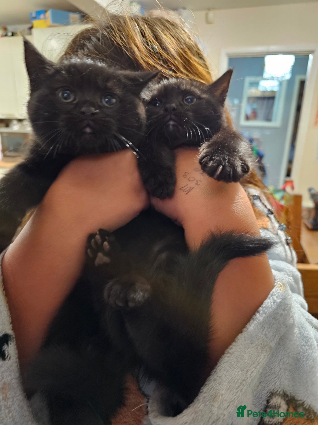 Mixed Breed cats for sale: Beautiful British Shorthair Cross  - Image 36