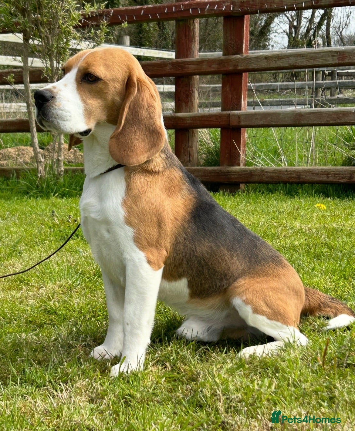 Beagle dogs Extensively DNA tested puppies.  - Advert 2