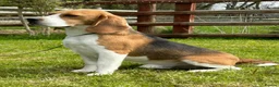 Beagle dogs for sale: Extensively DNA tested puppies.  - Advert 2