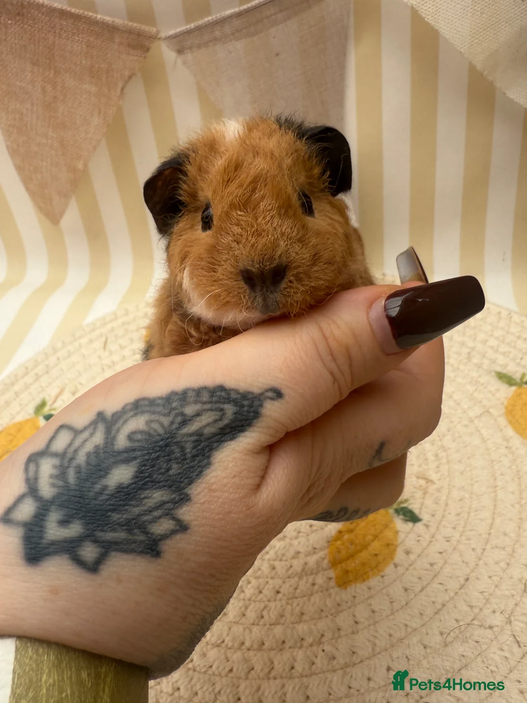 Guinea Pig rodents for sale: Teddy guinea pigs  - Advert 6