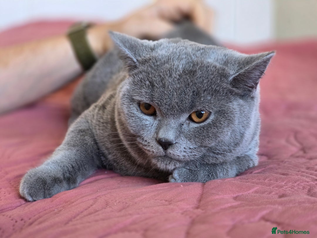 Scottish Fold cats for sale: Last British Shorthair kitten - Advert 31