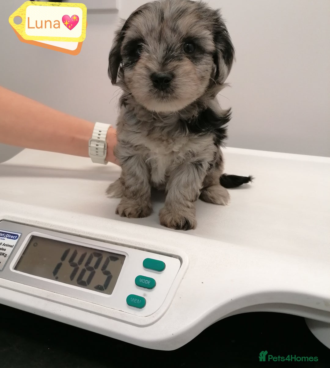 Biewer Terrier dogs for adoption: 🏠❤️ Biewer Puppies Looking for Loving homes - Advert 9