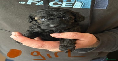Toy Poodle dogs Beautiful KC registered Toy Poodles  - Advert 1