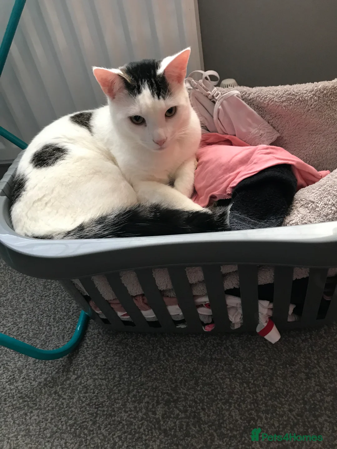 Mixed Breed cats for sale: Boris is searching for a loving home - Free - Advert 12