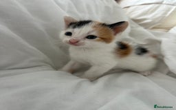 British Shorthair cats for sale: 4 Beautiful babies looking for there forever homes - Image 18