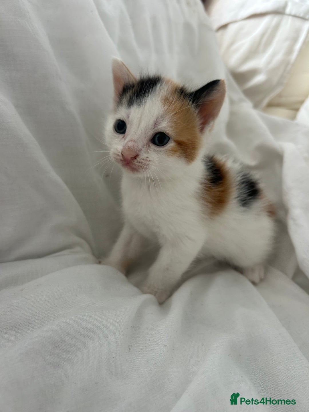 British Shorthair cats for sale: 4 Beautiful babies looking for there forever homes - Image 18