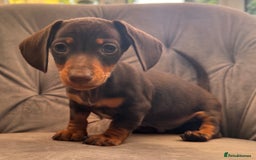 Miniature Dachshund dogs for sale: BEAUTIFUL MINI DACHSHUND PUPPIES READY NOW - Image 27