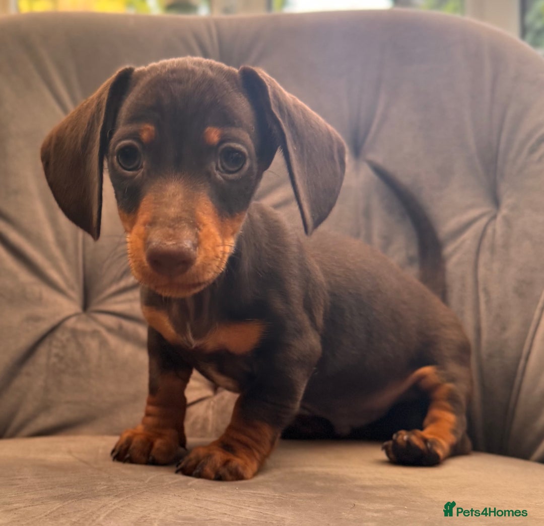 Miniature Dachshund dogs for sale: BEAUTIFUL MINI DACHSHUND PUPPIES READY NOW - Image 27