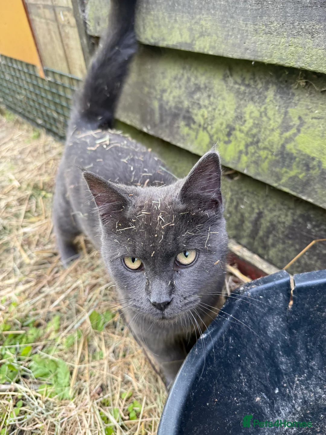 Mixed Breed cats for sale: Lovely 8 kittens are looking for home  - Advert 10