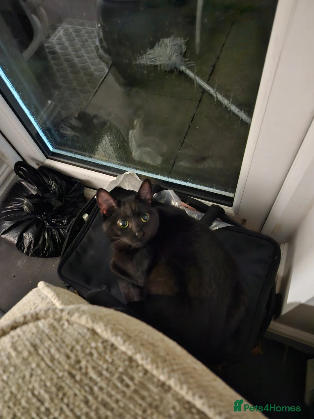 Domestic Shorthair cats for sale: Female Cat- Maeve - Advert 2