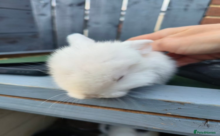 Mini Lop rabbits - Advert 13