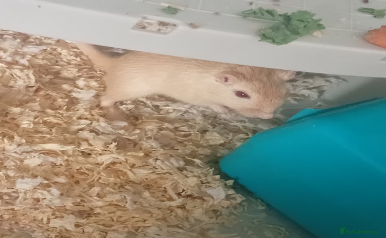 Gerbil rodents - Advert 2