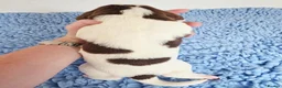 English Springer Spaniel dogs for sale: KC Health Tested, Home Reared 5 ⭐️ Liver Pups - Advert 8