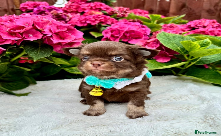 Chihuahua dogs - Advert 5