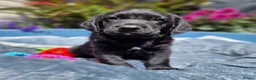 Springador dogs for sale: BEAUTIFUL SPRINGADOR PUPPIES - Advert 21
