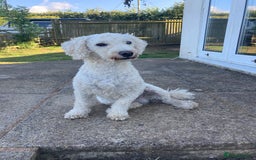 Toy Poodle dogs for stud: HANDSOME TOY POODLE FOR STUD DUTIES - Image 3