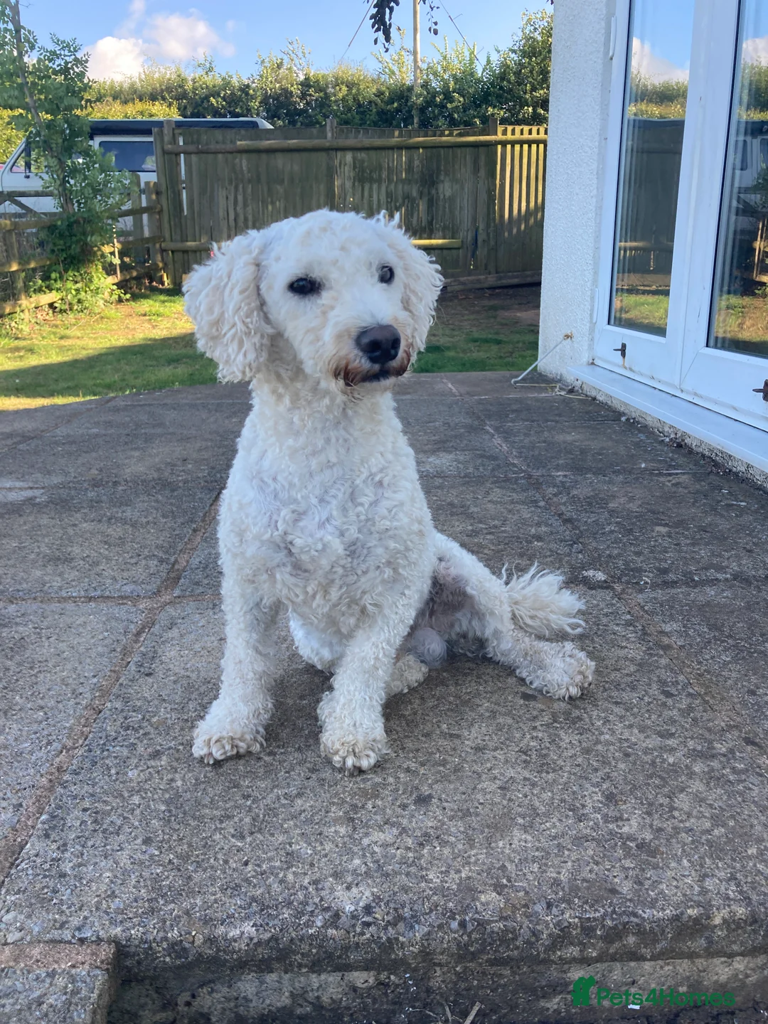 Toy Poodle dogs for stud: HANDSOME TOY POODLE FOR STUD DUTIES - Advert 3