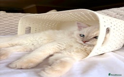 Ragdoll cats for sale: Ragdoll Cherubim Mink Lilac Chocolate TICA - Image 18