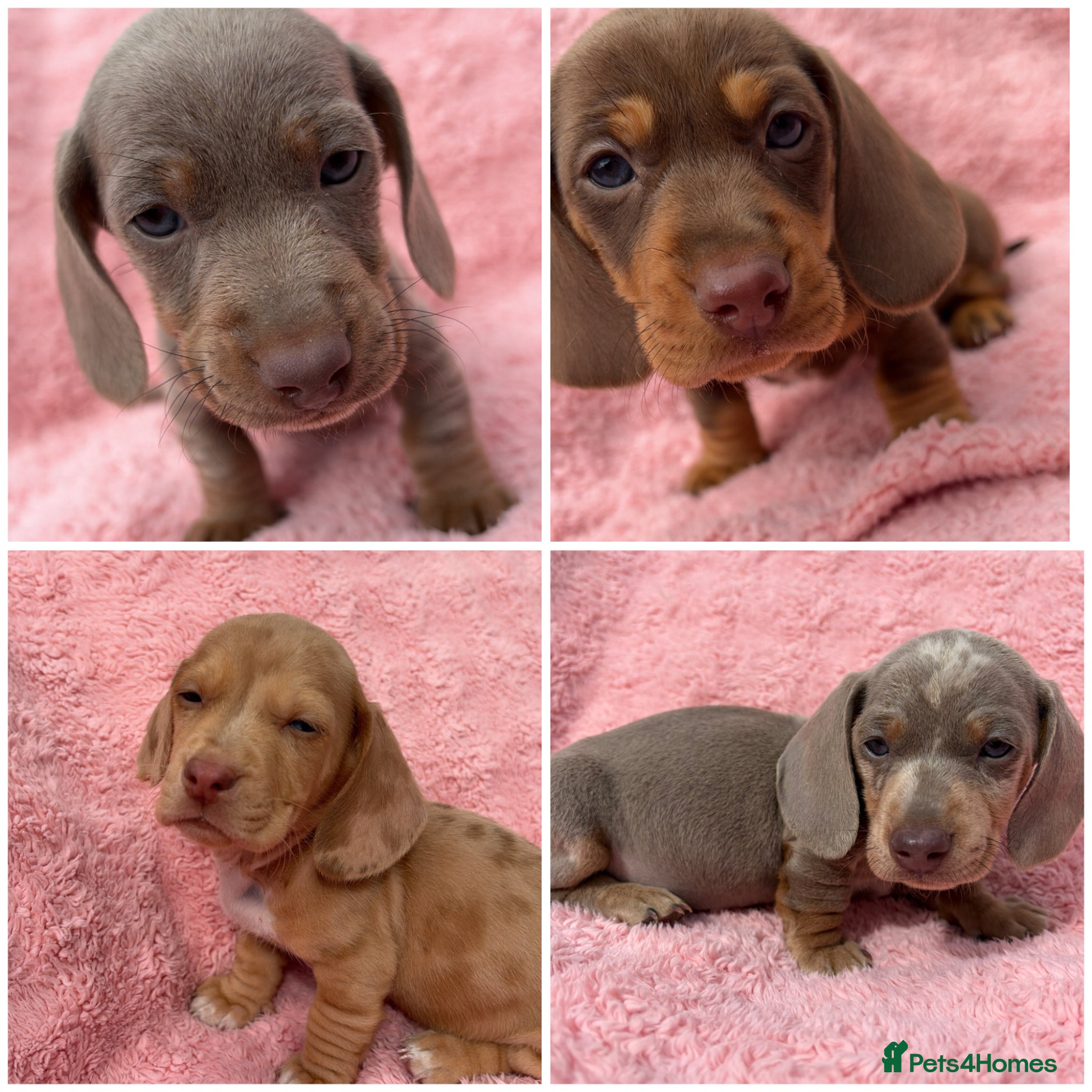 Miniature Dachshund dogs KC Registered! READY TO LEAVE TODAY!   4/4 - Advert 6