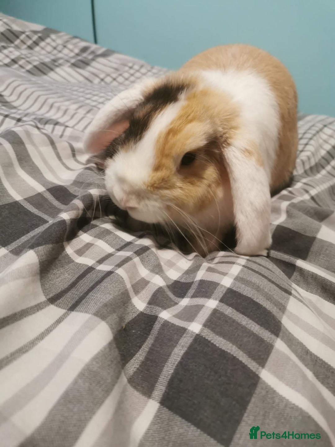 Mixed Breed rabbits for sale: Bunny - Advert 2