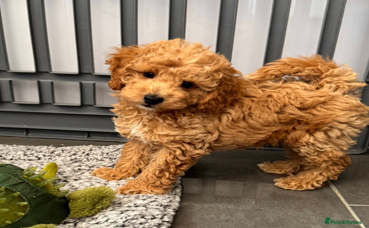 Cockapoo dogs - Advert 3