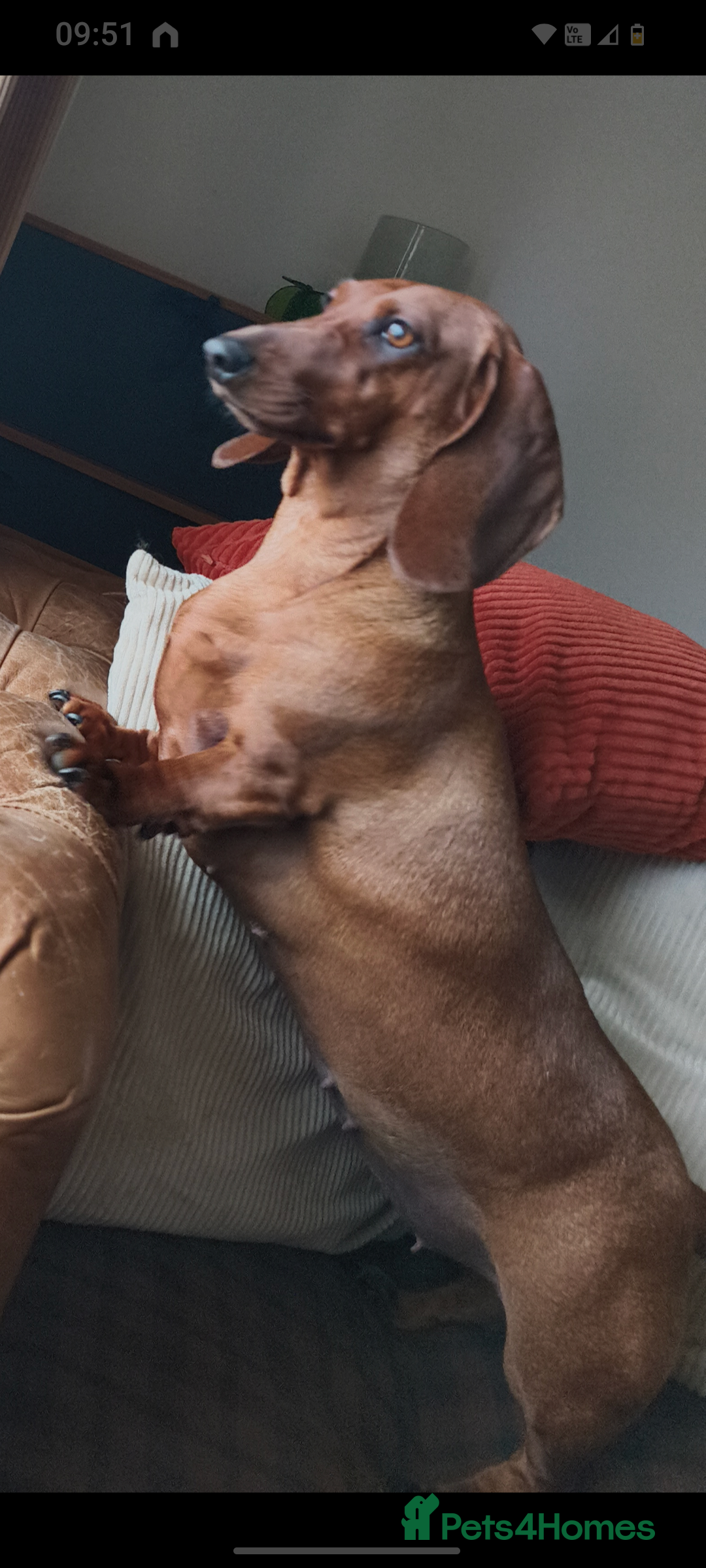 Dachshund dogs for sale: Standard Daschund puppies - Advert 2