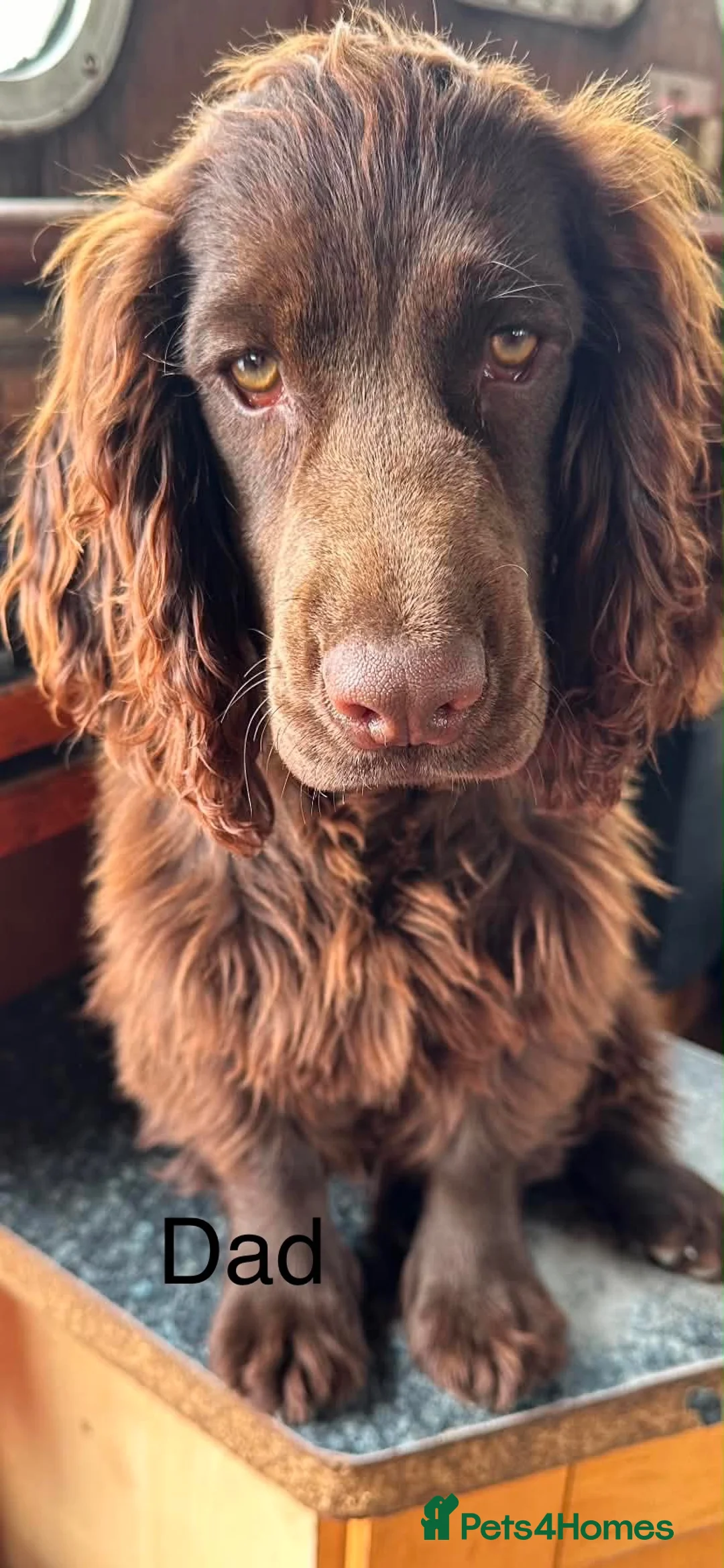 Cocker Spaniel dogs for sale: Spaniel Pups for sale - Advert 17