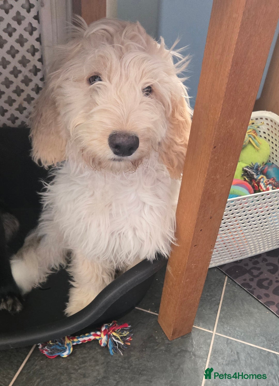 Cockapoo dogs for sale: 20 week old cockerpoo male - Image 1