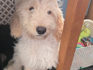 Cockapoo dogs - Advert 2