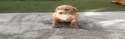 Labrador Retriever dogs for sale: Labrador puppies for sale - Advert 7
