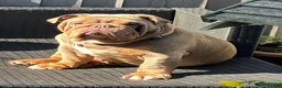 English Bulldog dogs for stud: Big Norman - Advert 4
